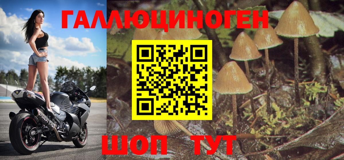 Галлюциногенные грибы Psilocybe Карталы