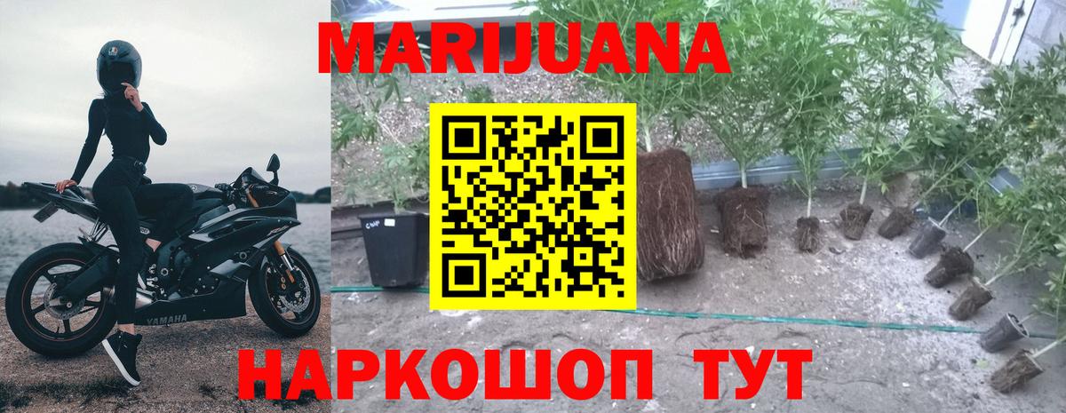 Каннабис индика Карталы